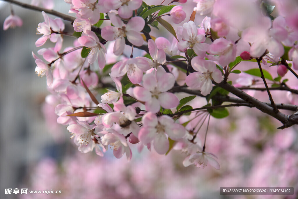 枝头绽放的粉嫩樱花垂丝海棠