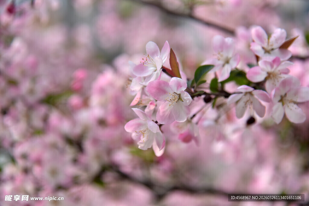 烂漫粉色垂丝海棠