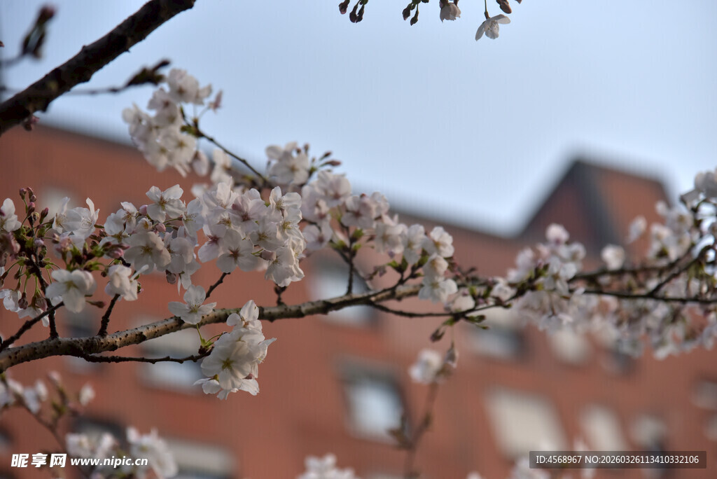 枝头绽放的粉嫩樱花