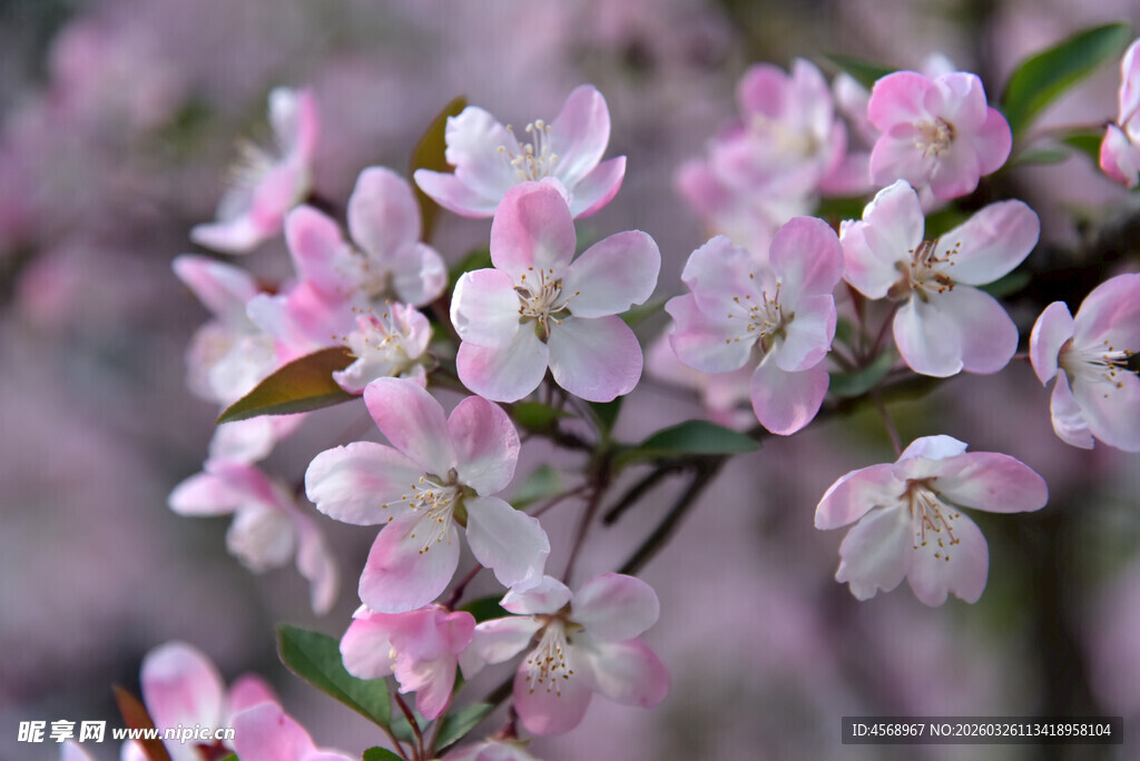 粉嫩绽放的美丽垂丝海棠
