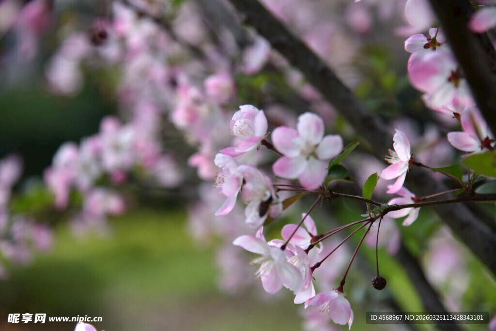 枝头绽放的粉嫩垂丝海棠