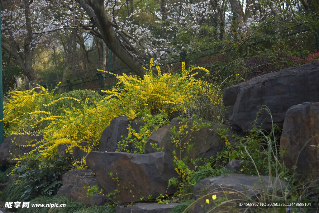 春日岩石旁的灿烂黄花