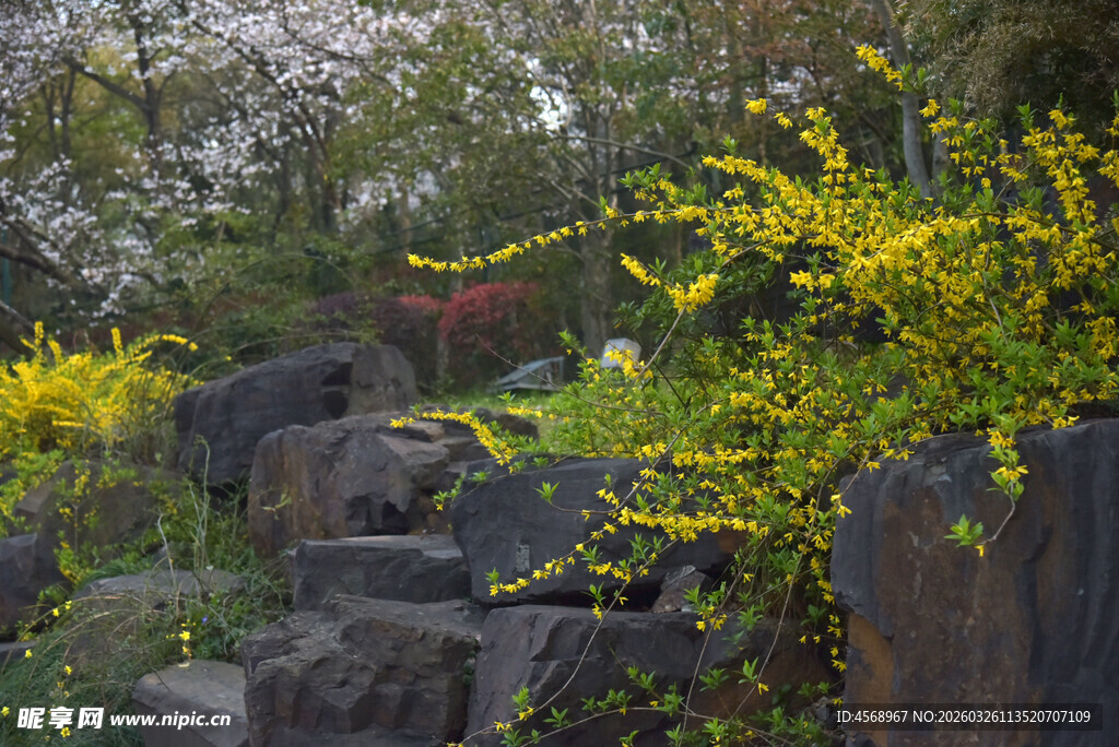石径旁的烂漫春日花卉