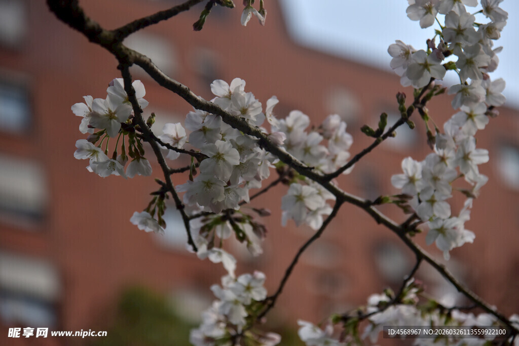 枝头绽放的烂漫白色花朵