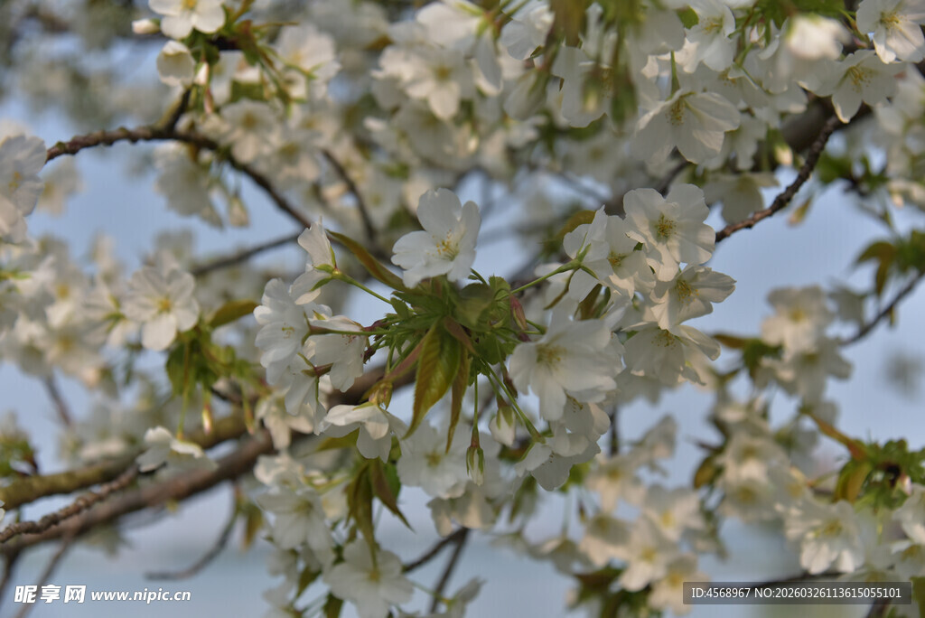 枝头绽放的洁白花朵