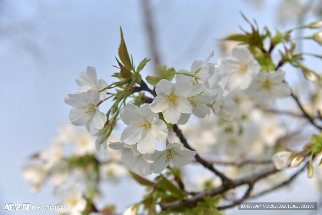 枝头绽放的洁白樱花