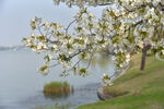 湖畔繁花绽放的春日美景
