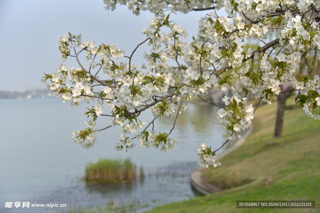湖畔繁花绽放的春日美景