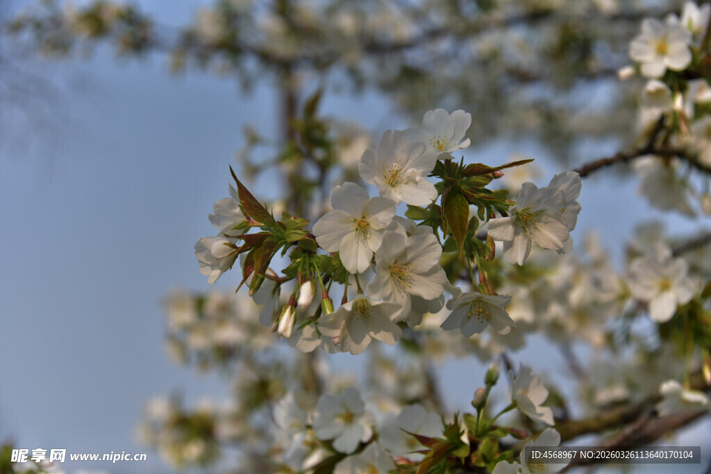 枝头繁花绽 春日好风光