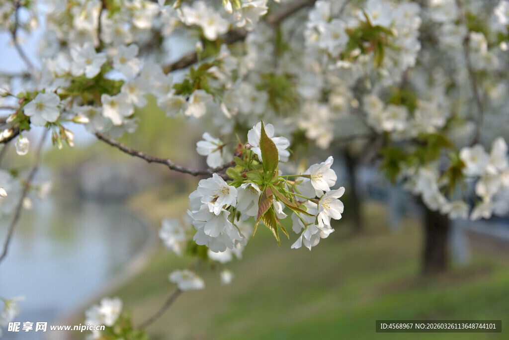 春日绽放的洁白繁花