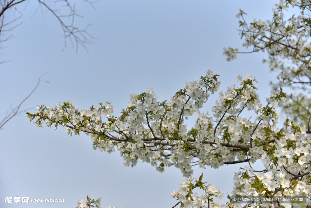 枝头繁花绽放的春日美景