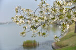 湖畔繁花绽放美景