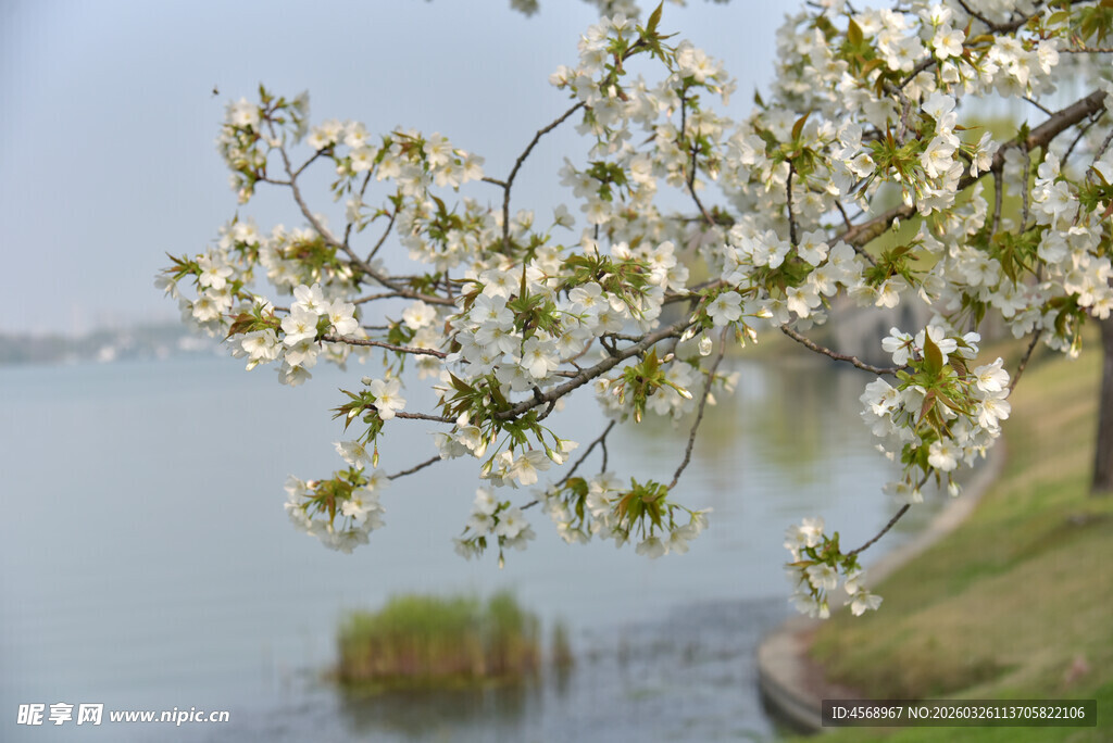 湖畔繁花绽放美景