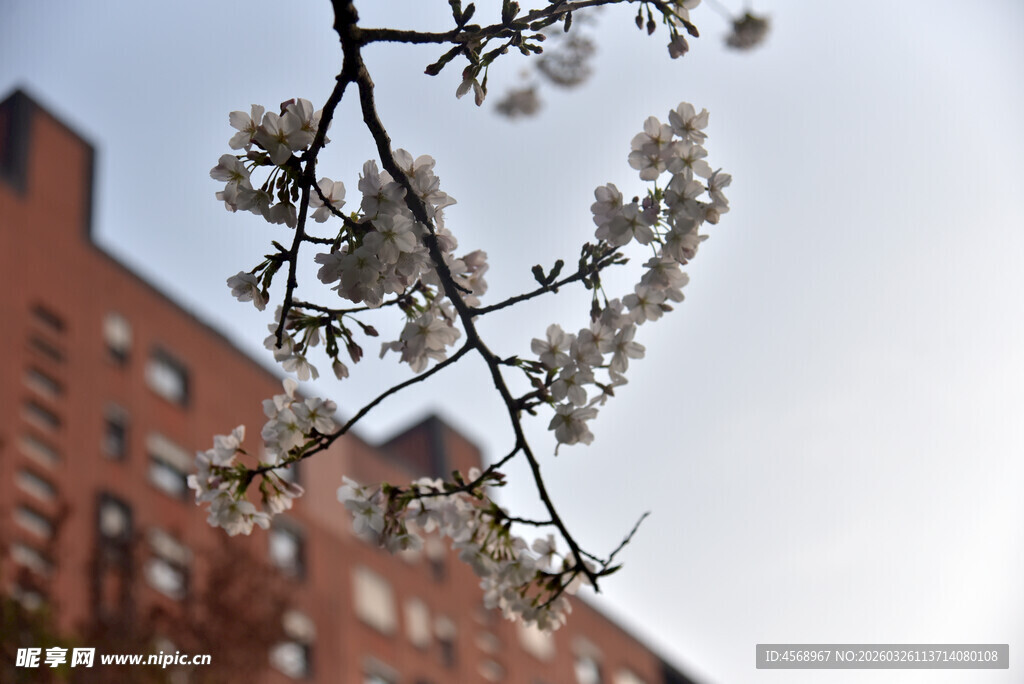 枝头绽放的春日烂漫樱花
