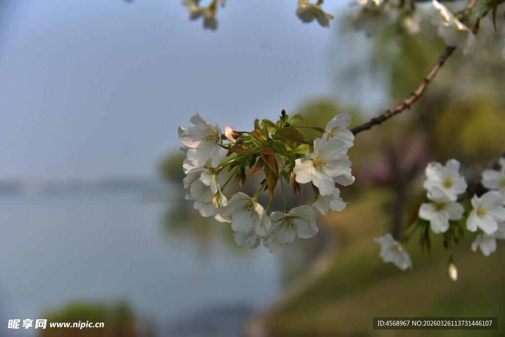 湖畔绽放的白色樱花
