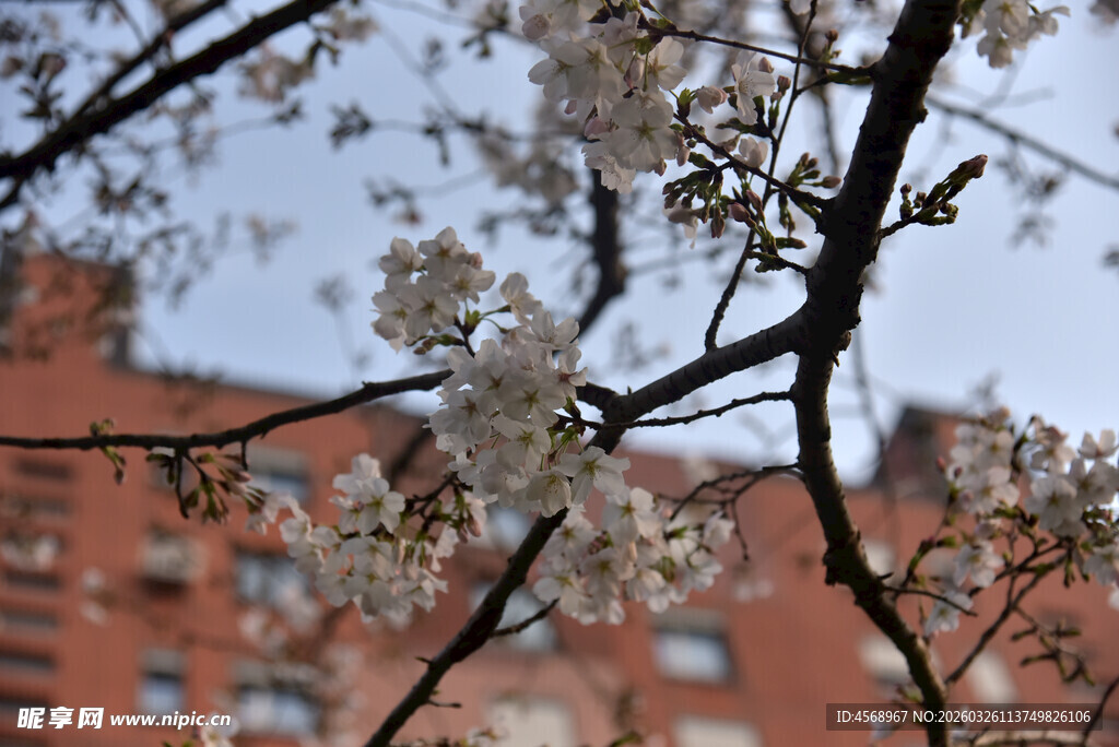 枝头繁花映红墙