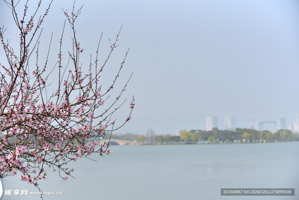湖畔花枝绽 城市景相映