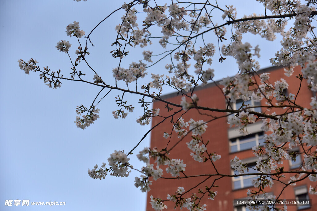 红砖楼旁绽放的樱花