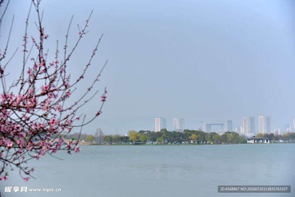 湖畔花枝绽 远处楼宇隐