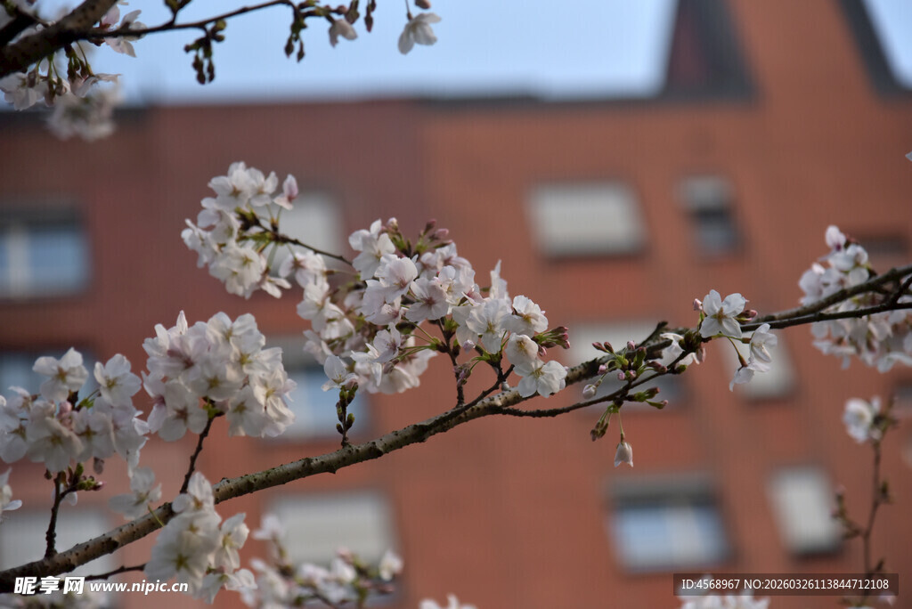 枝头绽放的粉嫩春花