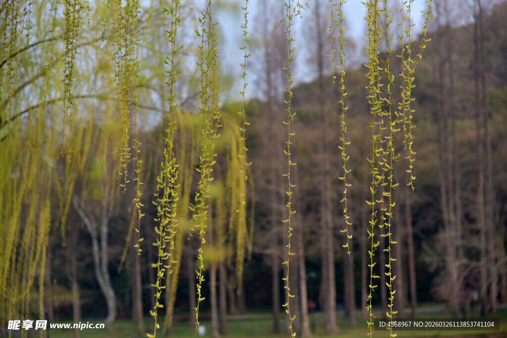 春日垂柳景色
