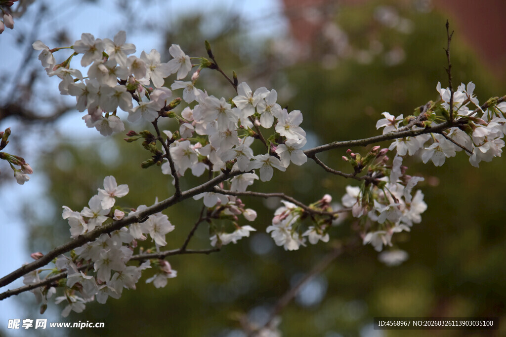 枝头绽放的洁白樱花