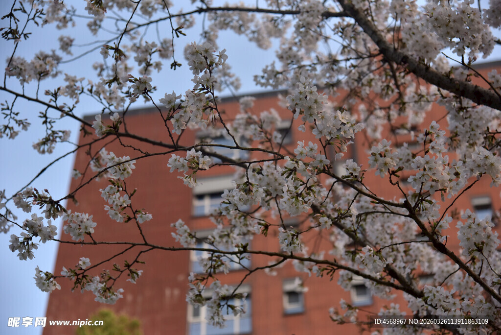 红砖建筑旁的繁花树枝
