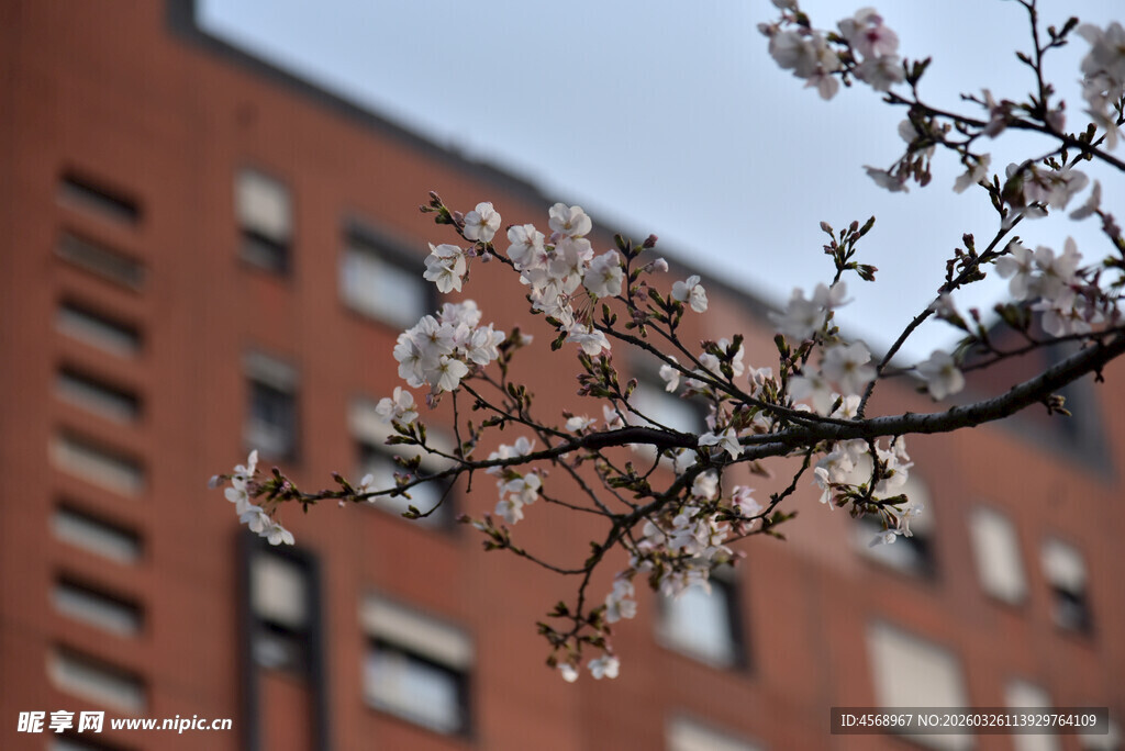红砖楼前绽放的花枝