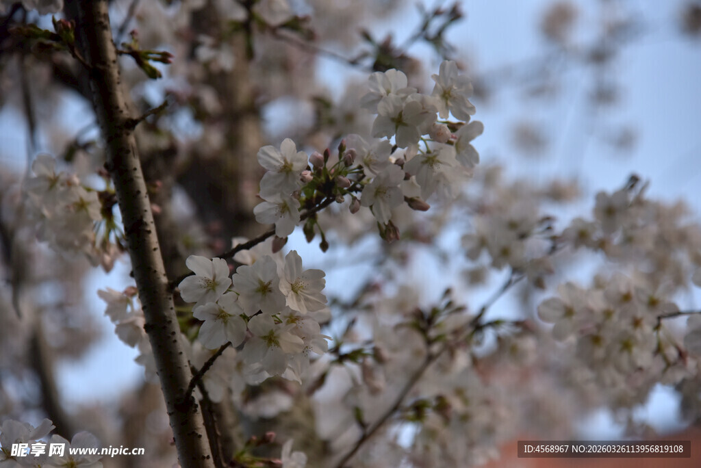 枝头绽放的美丽樱花