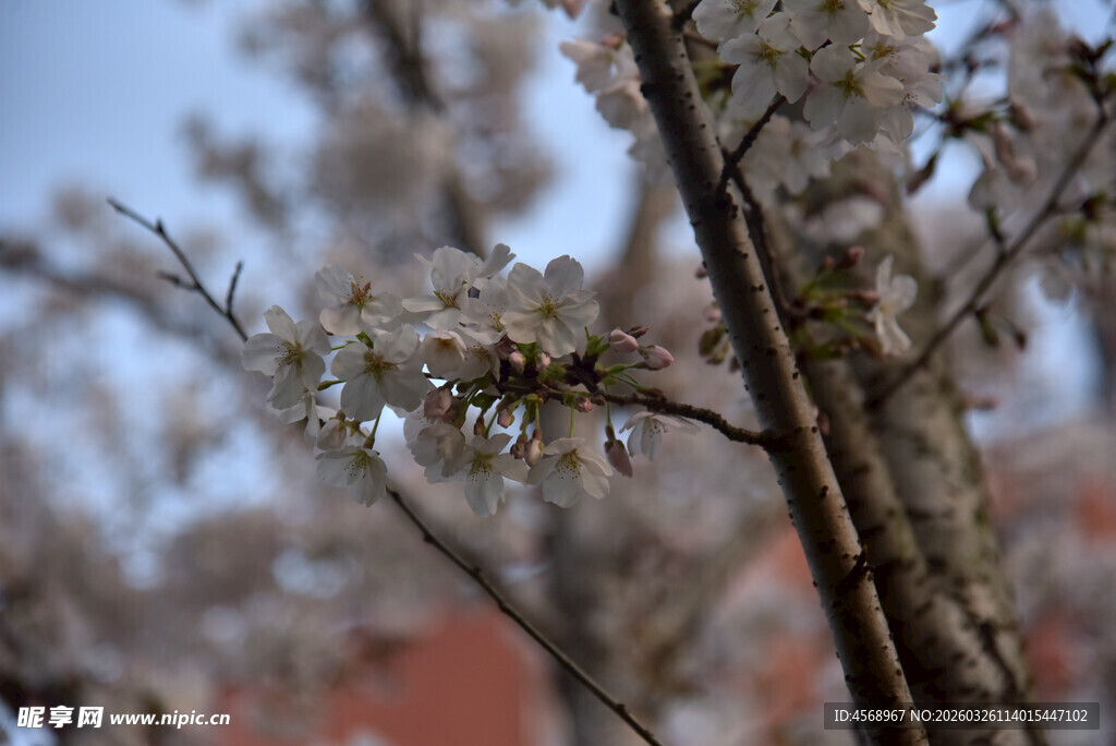枝头绽放的美丽樱花