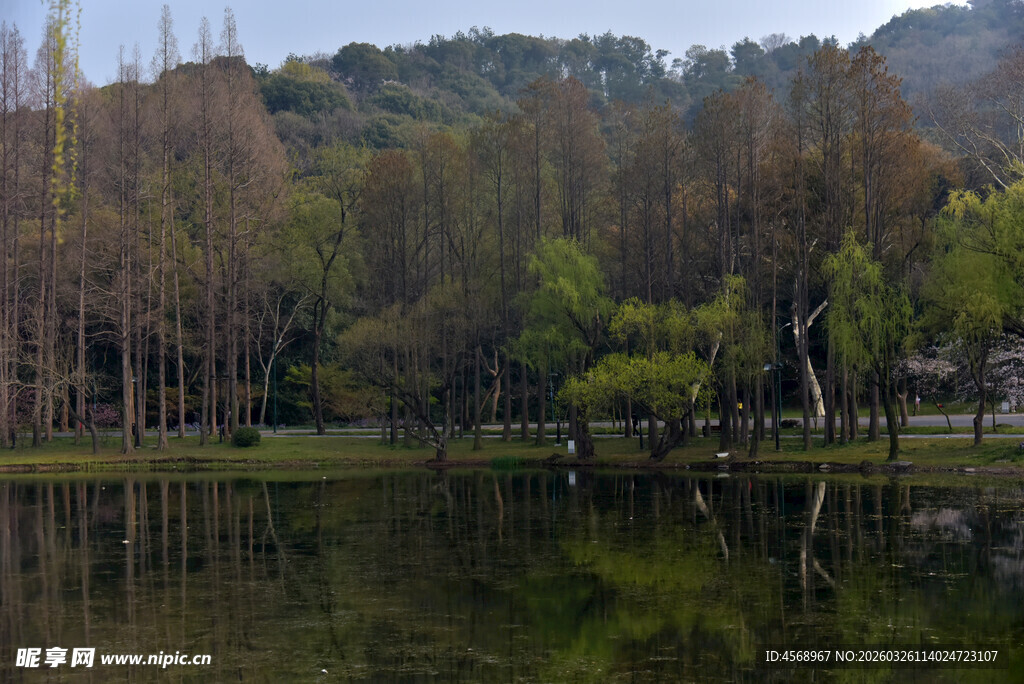 湖畔树林倒影 静谧美景