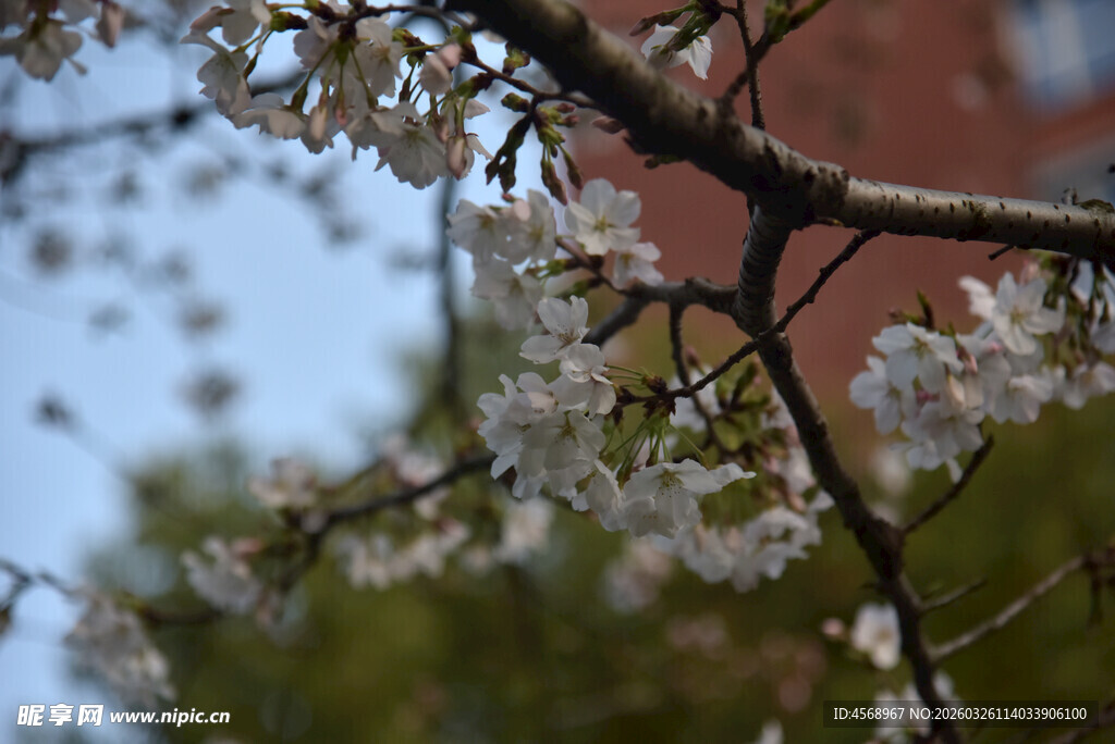 枝头绽放的洁白樱花