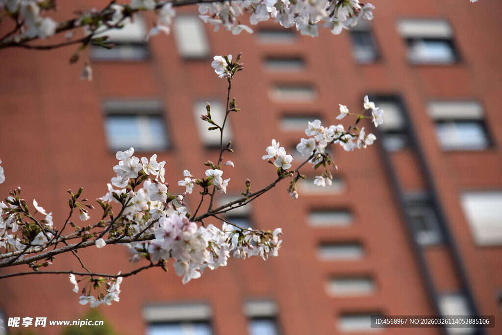 枝头繁花映红墙