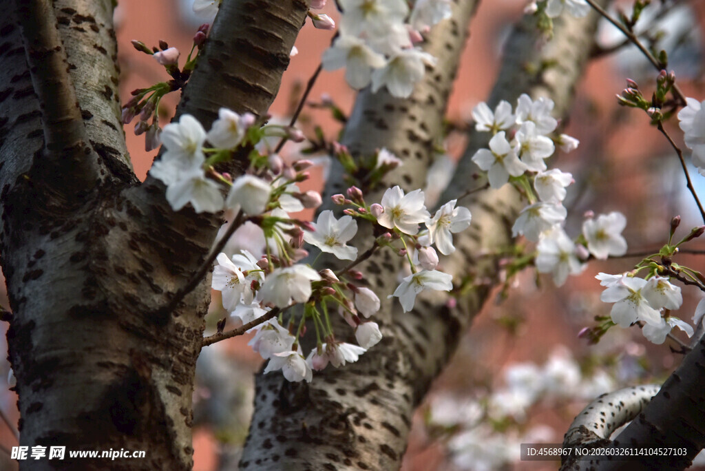 枝头绽放的白色樱花