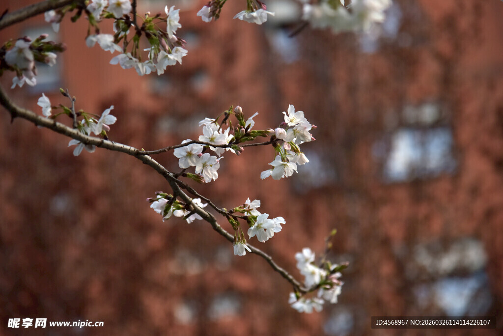 枝头绽放的美丽樱花