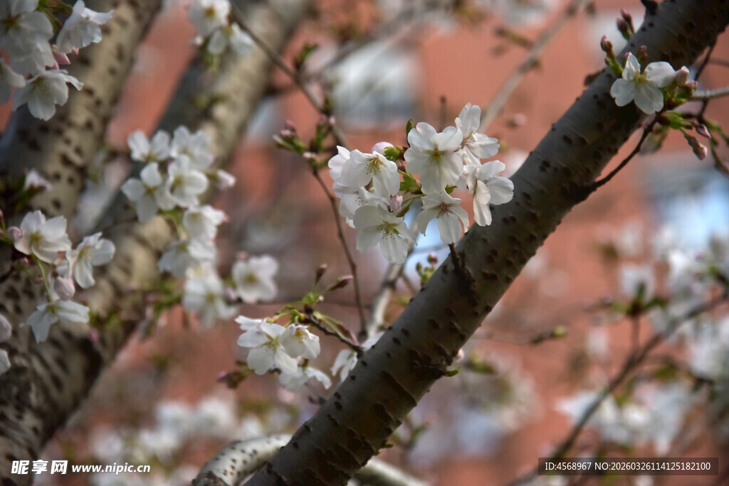绽放的烂漫春日樱花