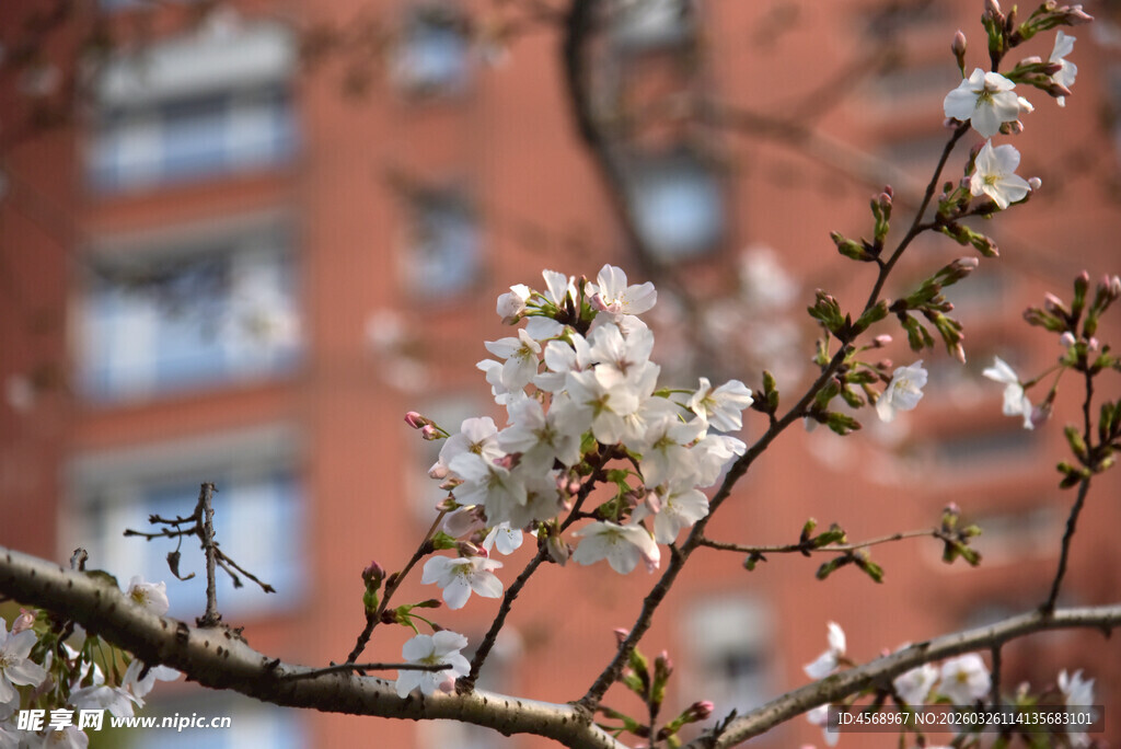枝头绽放的烂漫樱花