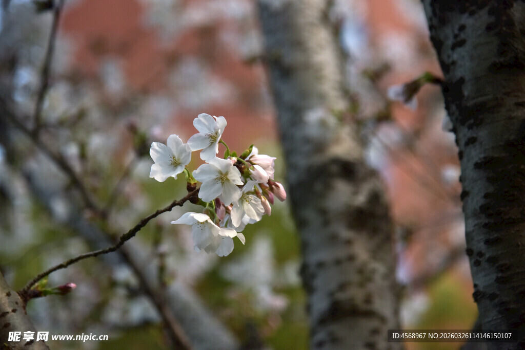 枝头绽放的粉嫩樱花