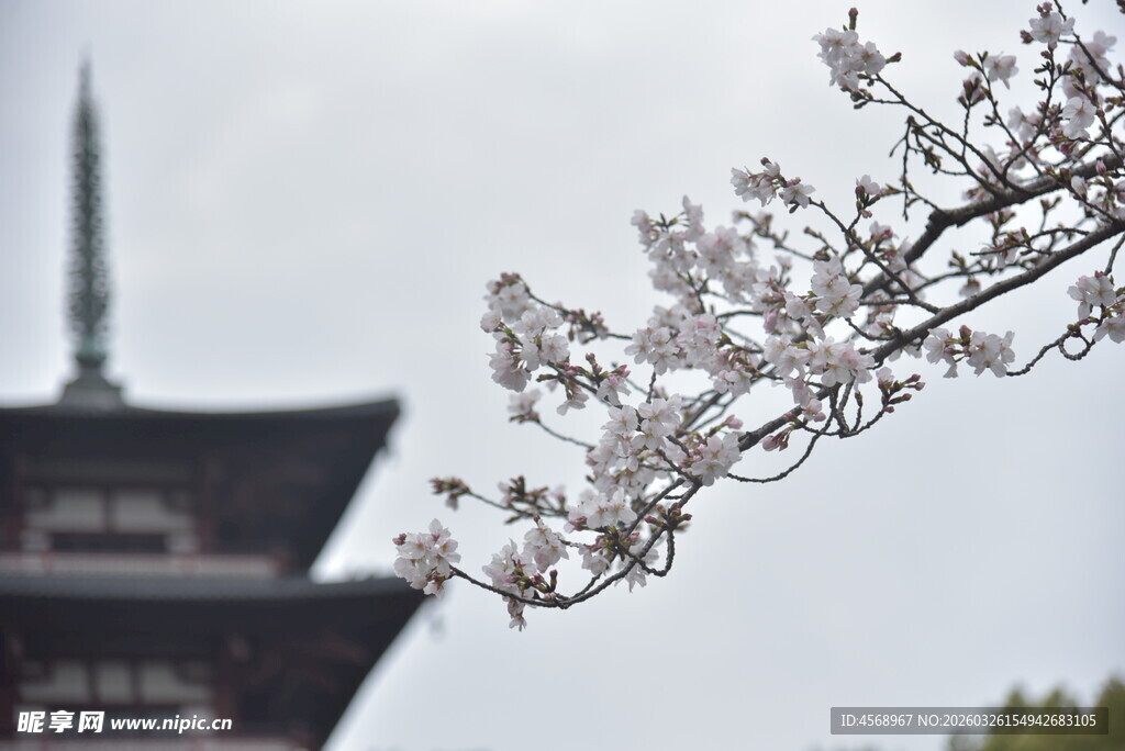 樱花映衬下的古朴塔楼