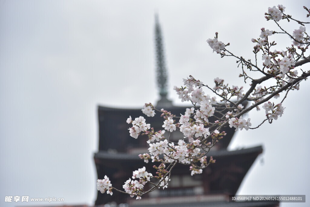 樱花映衬下的古塔景致