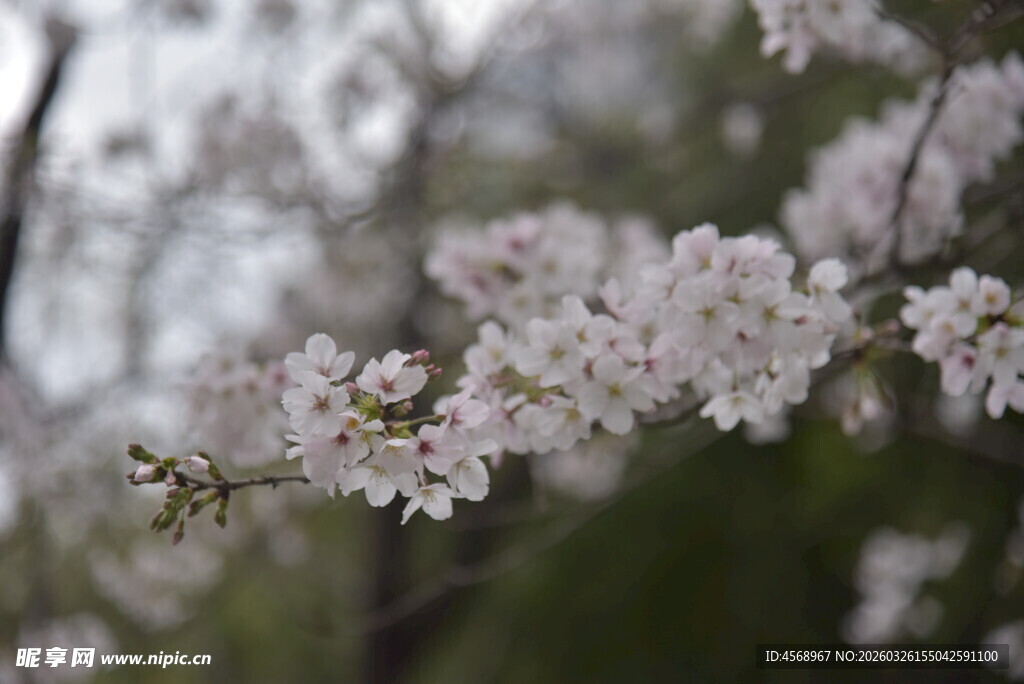 枝头绽放的美丽樱花