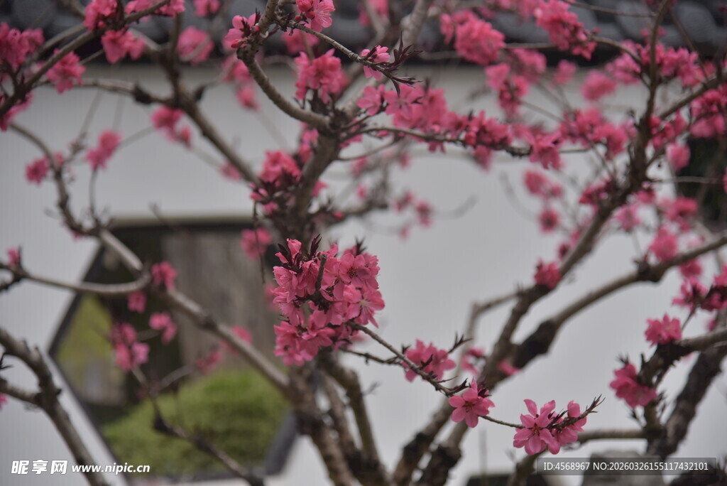 窗前绽放的娇艳粉色花枝