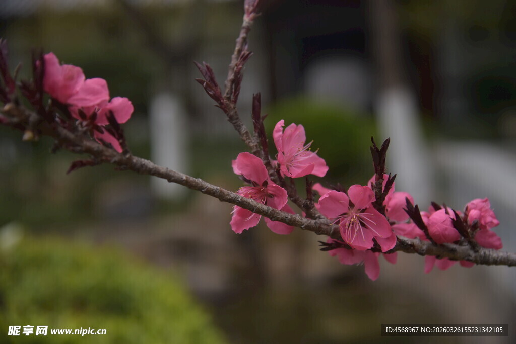 枝头绽放的粉嫩桃花