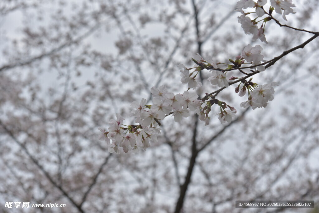 枝头绽放的洁白樱花