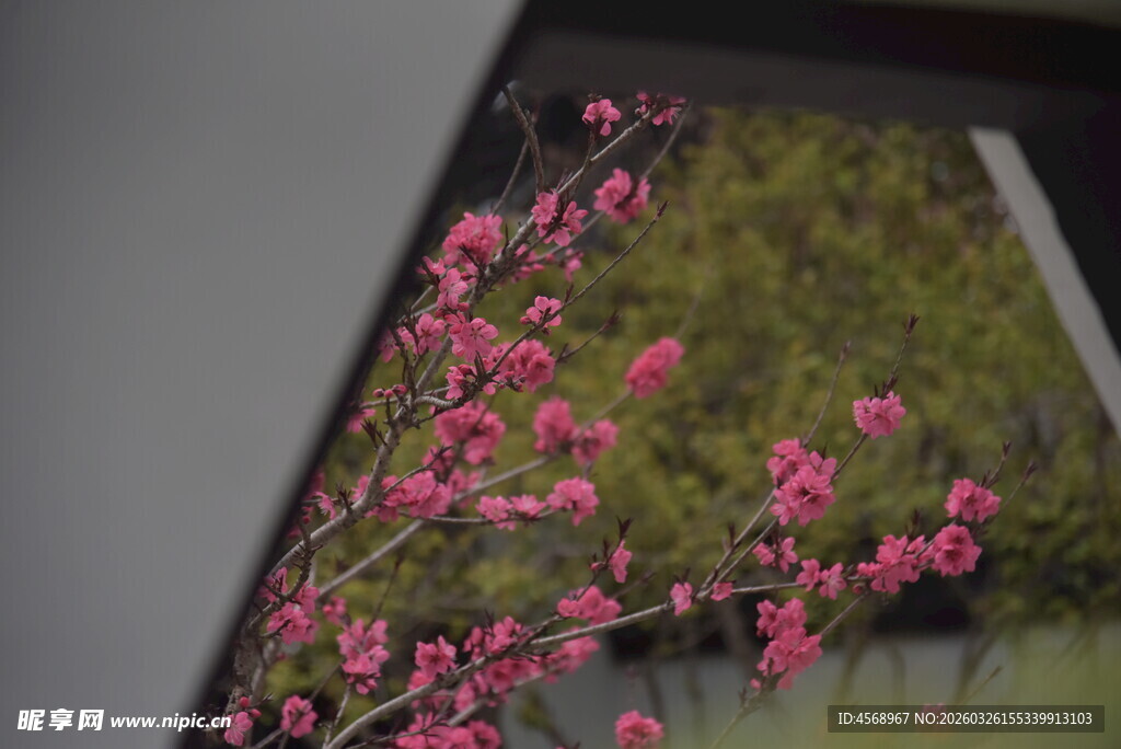 车窗外的烂漫粉色花枝