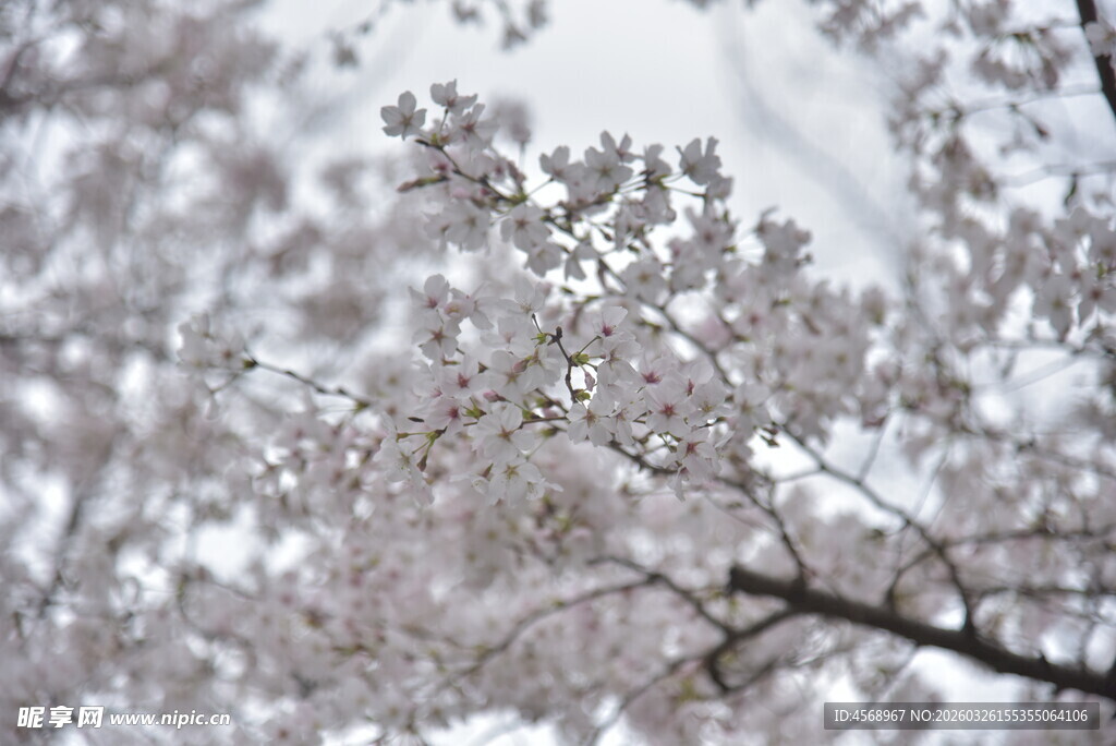 枝头绽放的美丽樱花