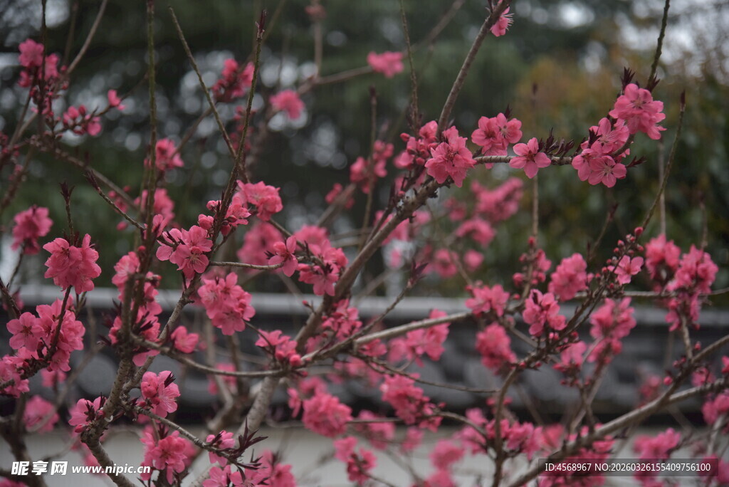 枝头绽放的娇艳粉色花朵