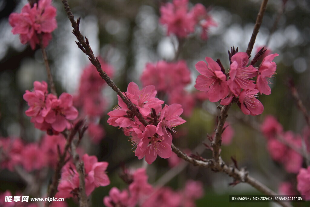 娇艳盛开的粉色桃花