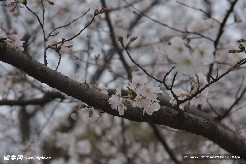 枝头绽放的粉嫩樱花