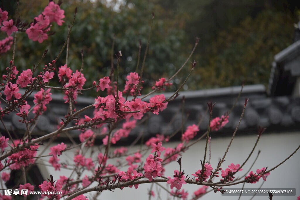 枝头绽放的娇艳粉色花朵